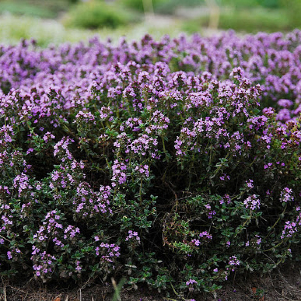 Купити саджанці чебрецю перцевого 