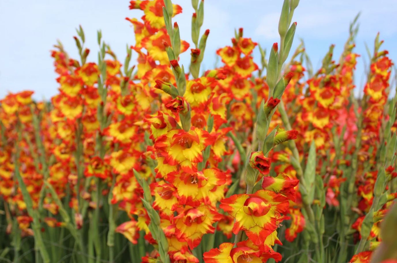 Купить луковицы гладиолуса Принцесса Маргарет Роуз