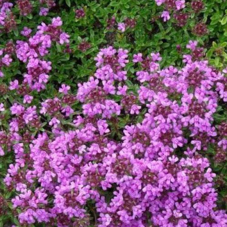 Купити саджанці чебрецю раннього Пурпл Б'юті 