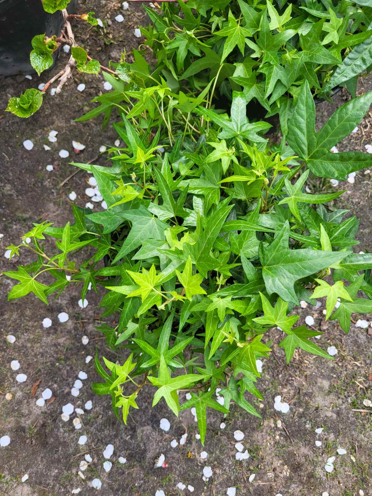 Купити саджанці плюща Сагіттіфолія