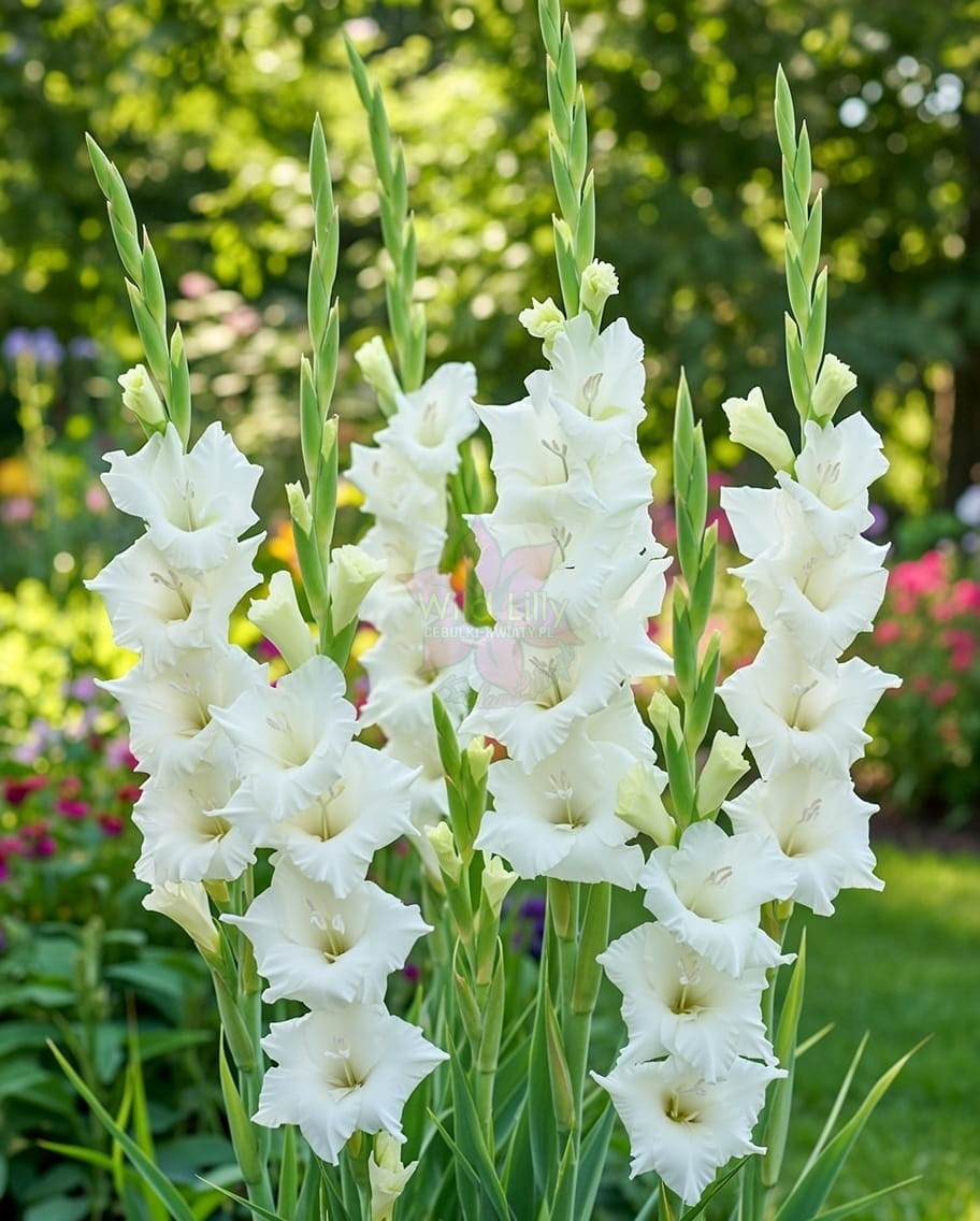 Купити цибулини гладіолуса Серена 