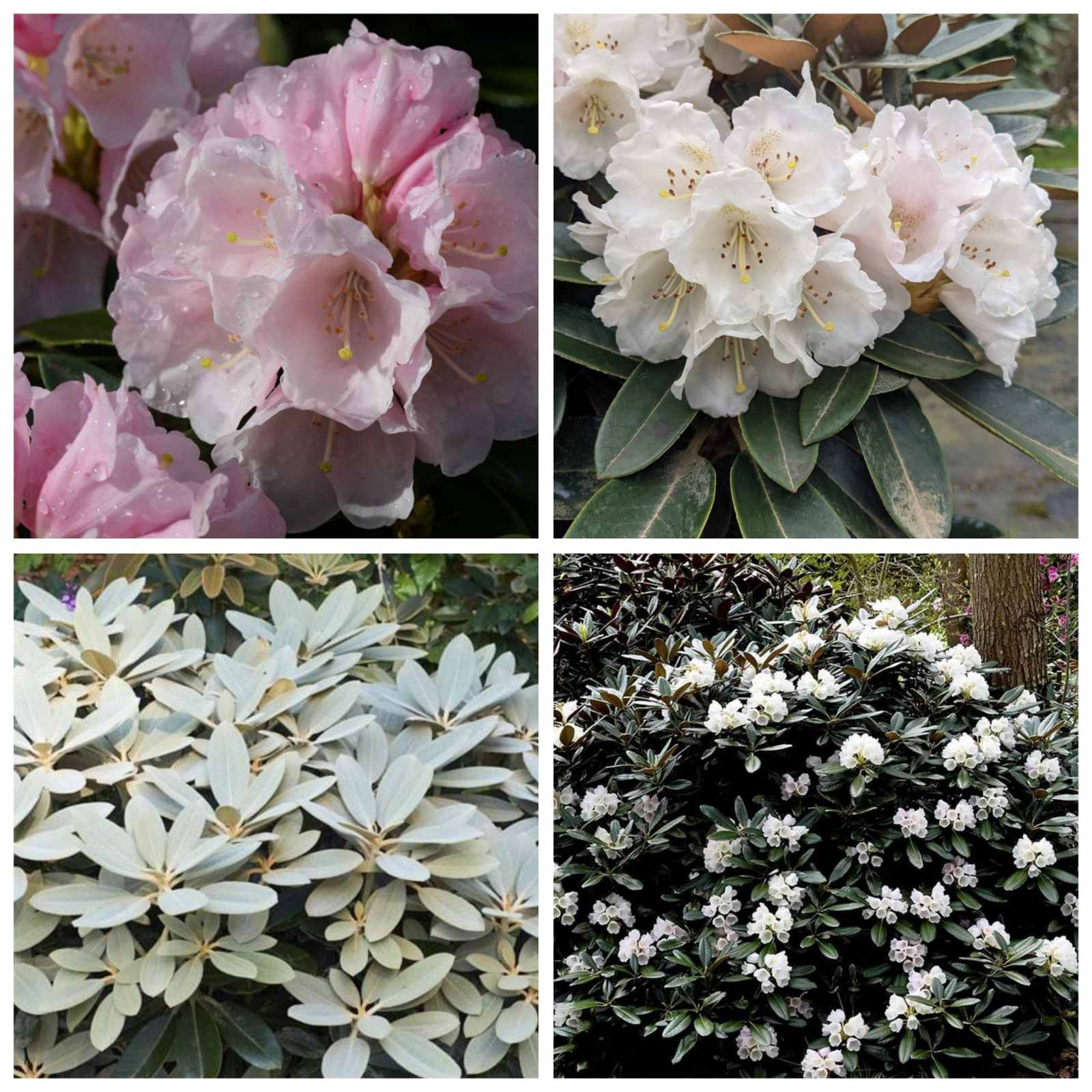 Купить саженцы рододендрона Зильбервелурс