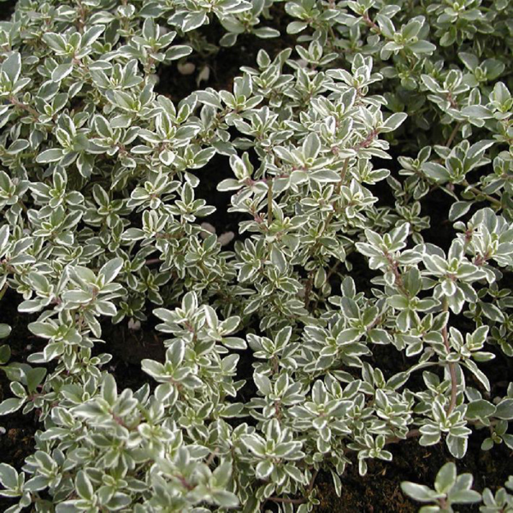 Купити саджанці чебрецю лимонного Сільвер Квін