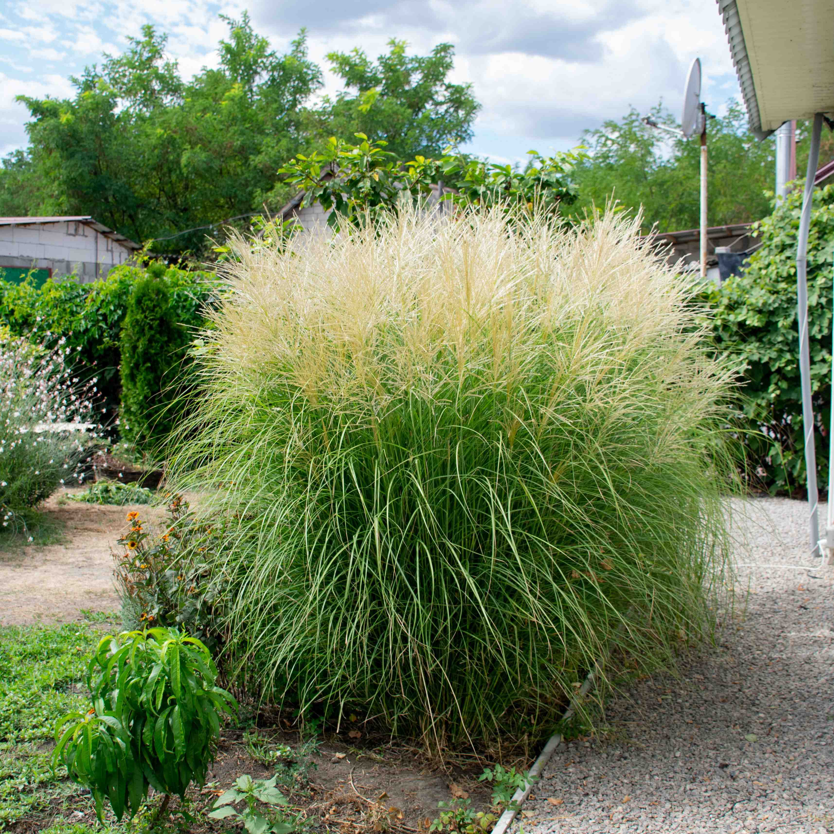 Купити саджанці міскантуса Ванілла Скай