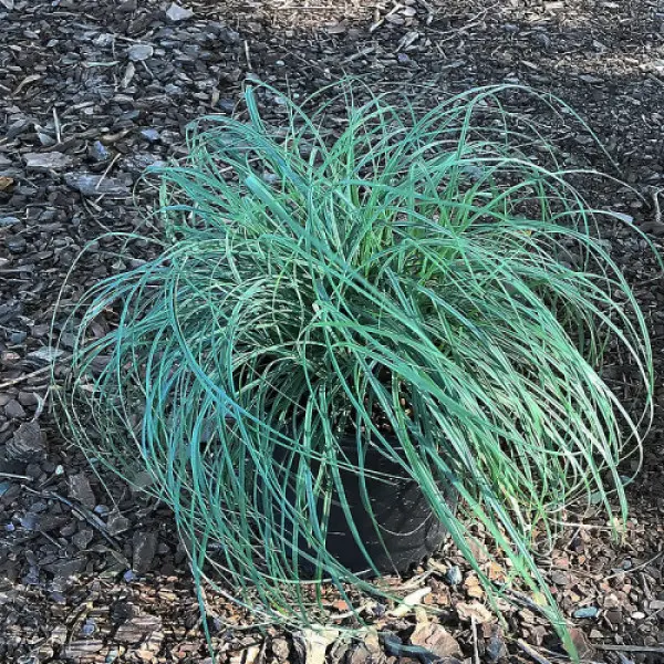 Купить саженцы осоки слабой "Blue Zinger" (Блю Зингер)