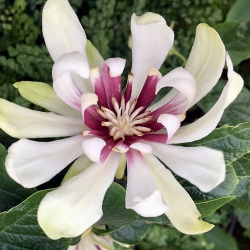 Купити саджанці калікантуса Вайт Дрес 