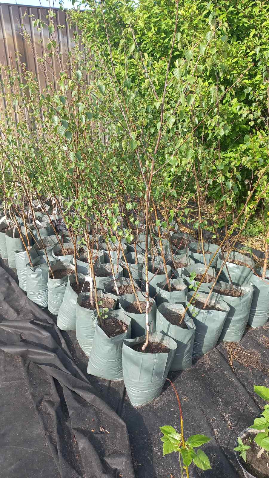 Купити саджанці берези повислої  "Betula pendula"