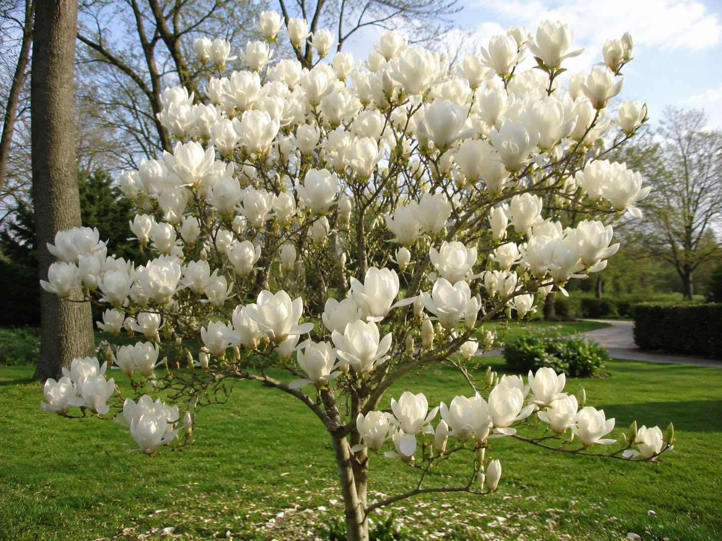 Купити саджанці магнолії Crystal Tulip, Крістал Туліп