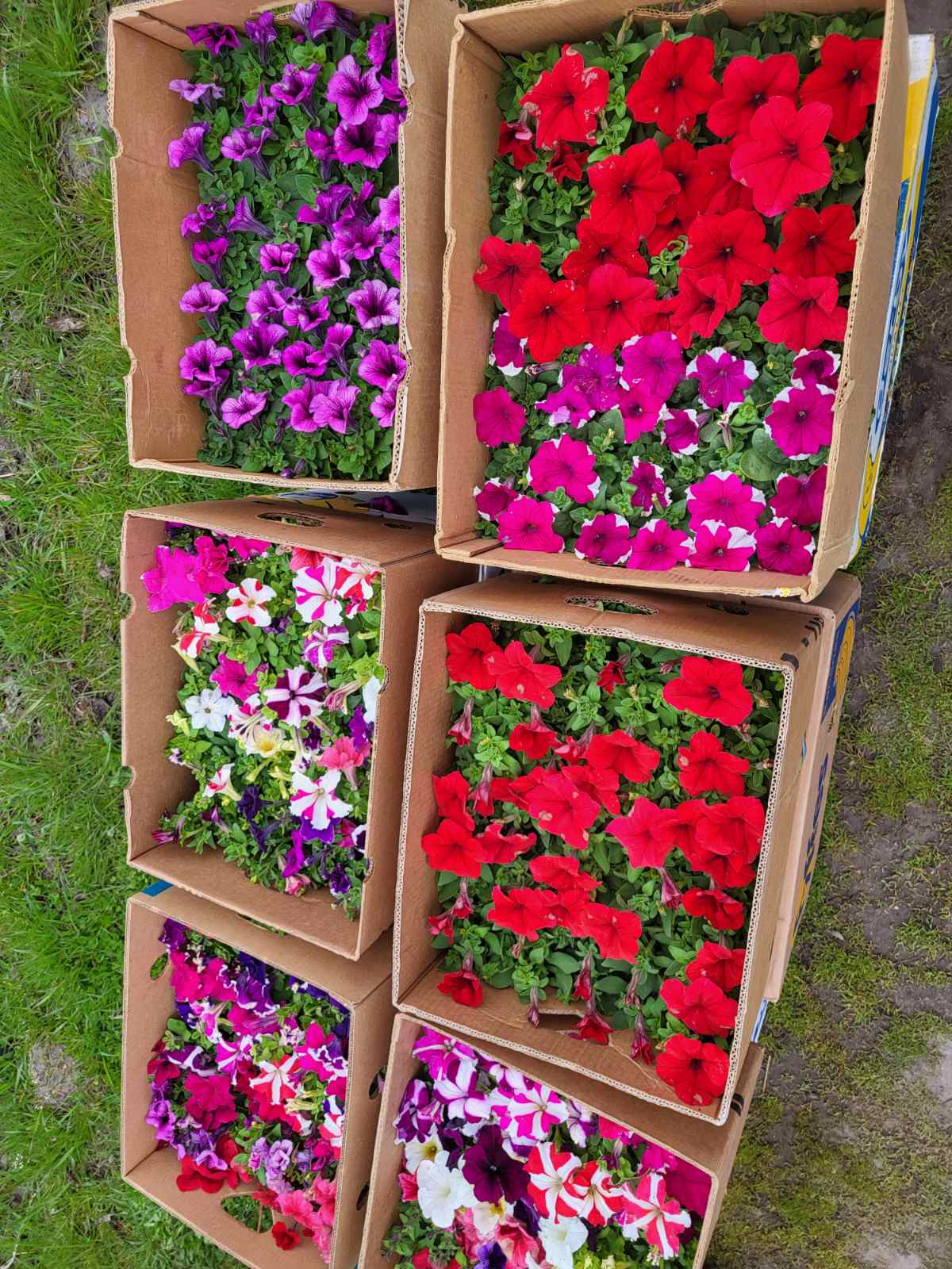 Купить саженцы петунии самовывозом