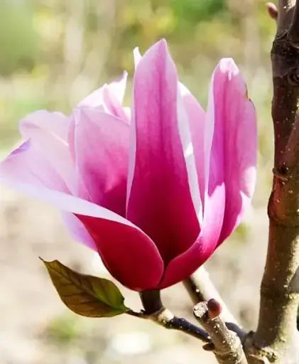 Купити магнолію Magnolia Amethyst Flame, Аметист Флейм самовивозом