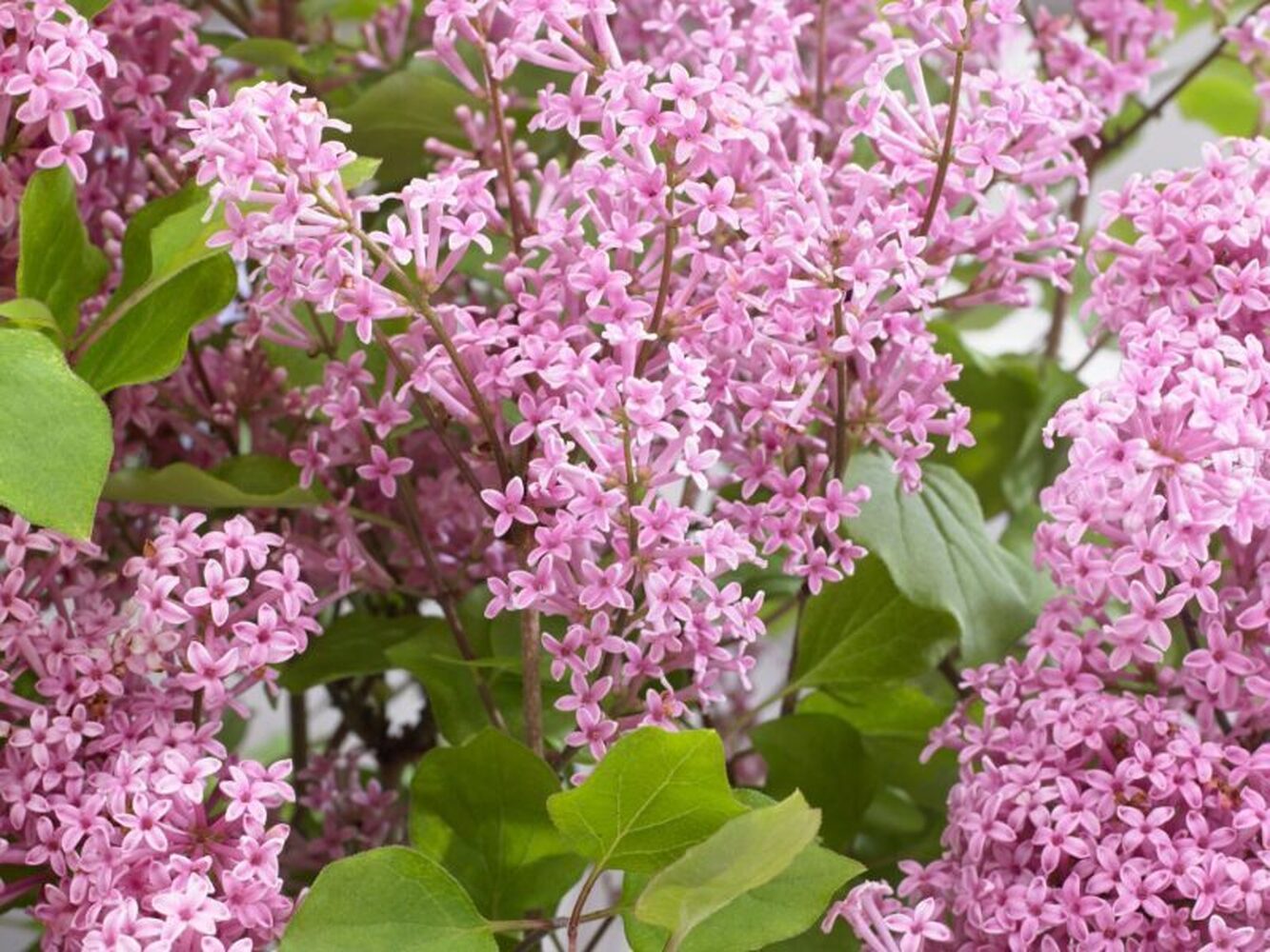 Купити саджанці бузку Flowerfesta Pink