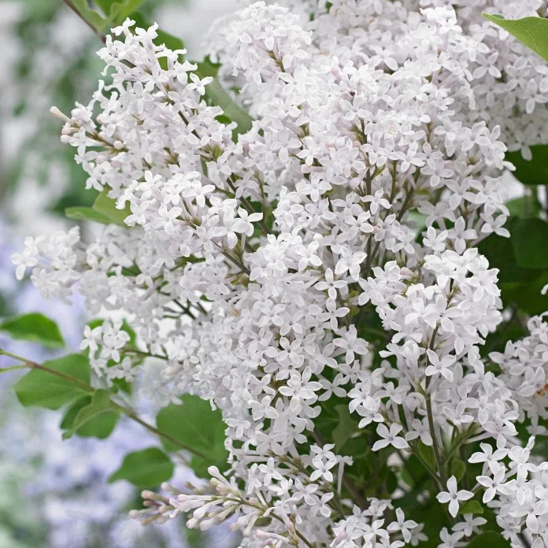 Купити саджанці бузку Flowerfesta White