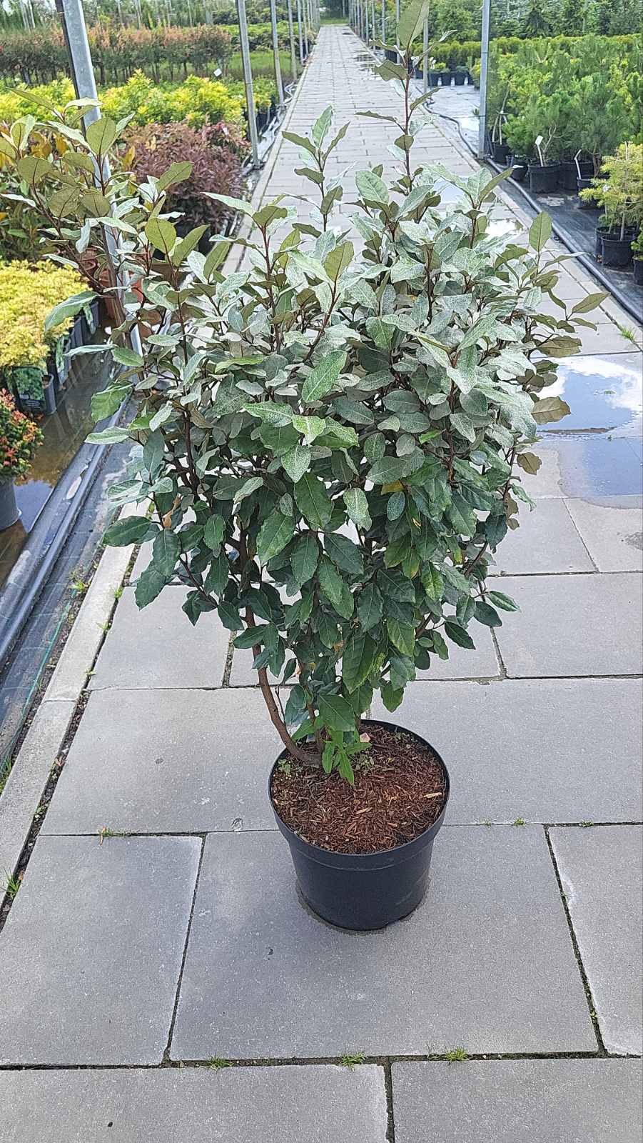 Купити саджанці лоха Компакта 