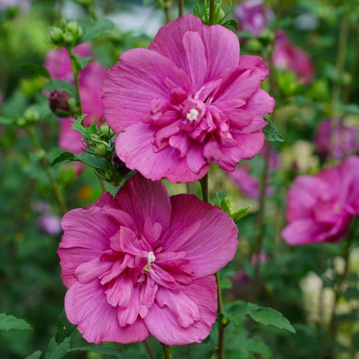 Купити саджанці гібіскусу Magenta Chiffon