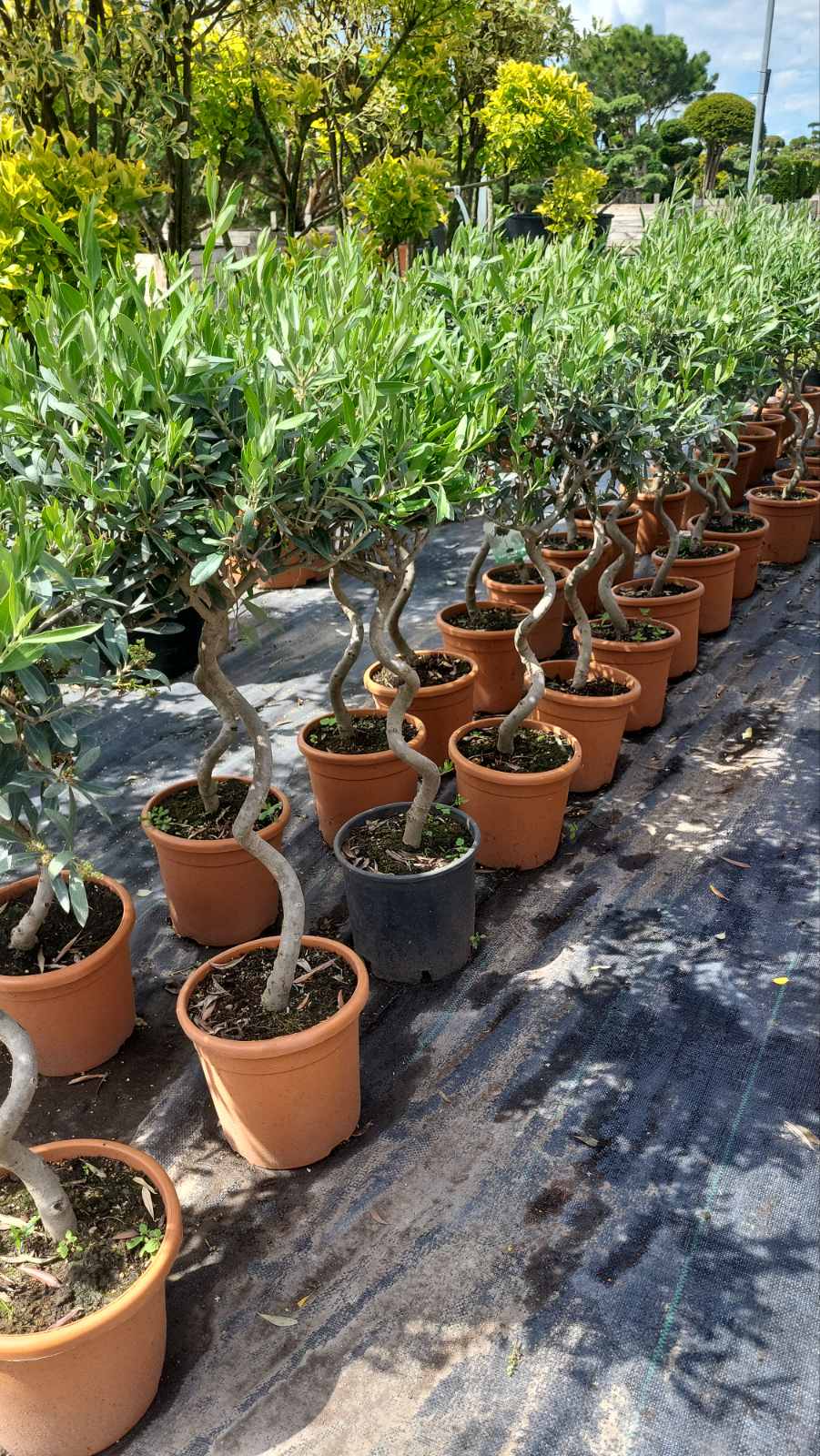 Купити саджанці оливки крученої на штамбі