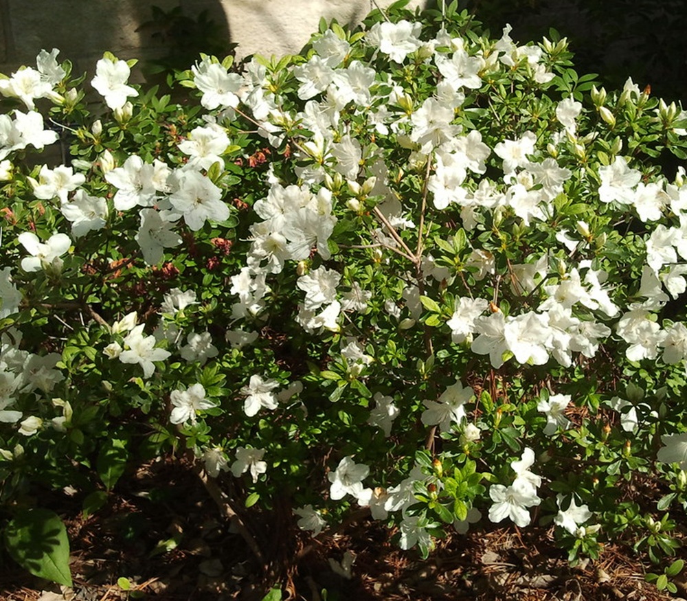 Купити саджанці азалії японської Pleasant White