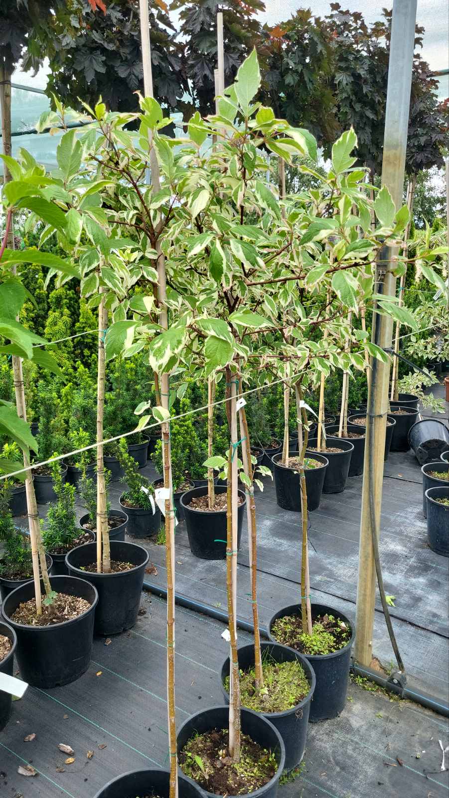 Купить дерн белый Sibirica Variegata, Сибирика вариегота на штамбе