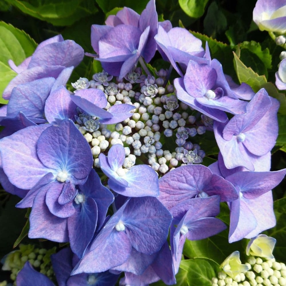 Купить саженцы гортензии крупнолистной "Blaumeise" (Блаумез)