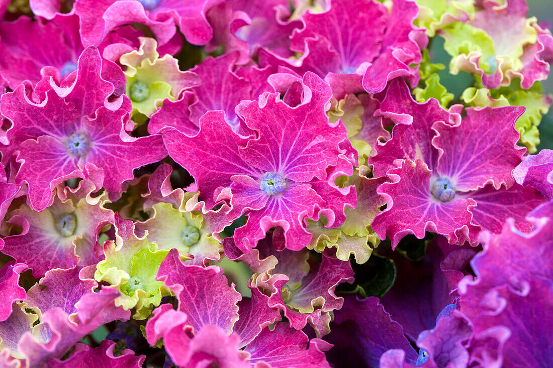 Купить саженцы гортензии крупнолистной "Curly Sparkle Blue Purple" (Курли Спарки Блу Перпл)