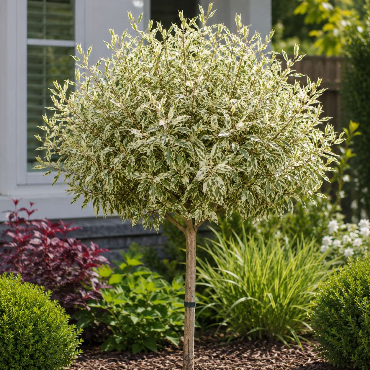 Купить дерн белый Sibirica Variegata, Сибирика вариегота на штамбе