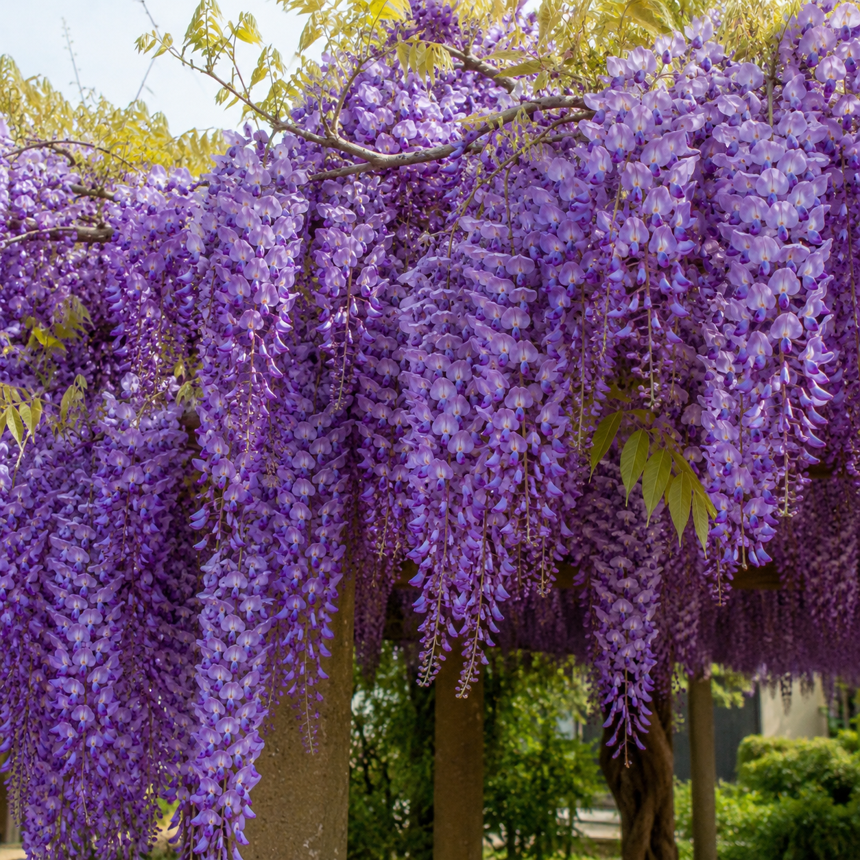 Купити саджанці гліцинії "Floribunda" (Флорібунда)