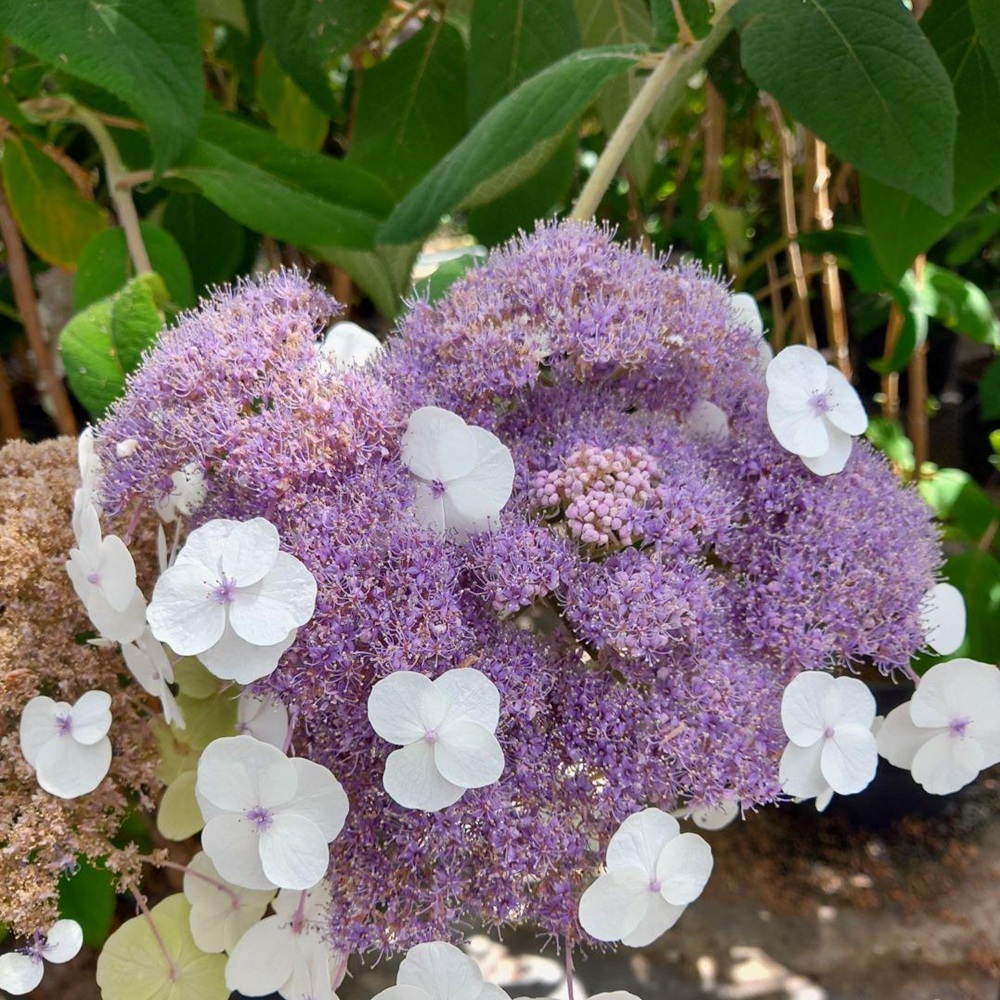 Купить саженцы гортензии шершавой "Macrophylla" (Макрофила)