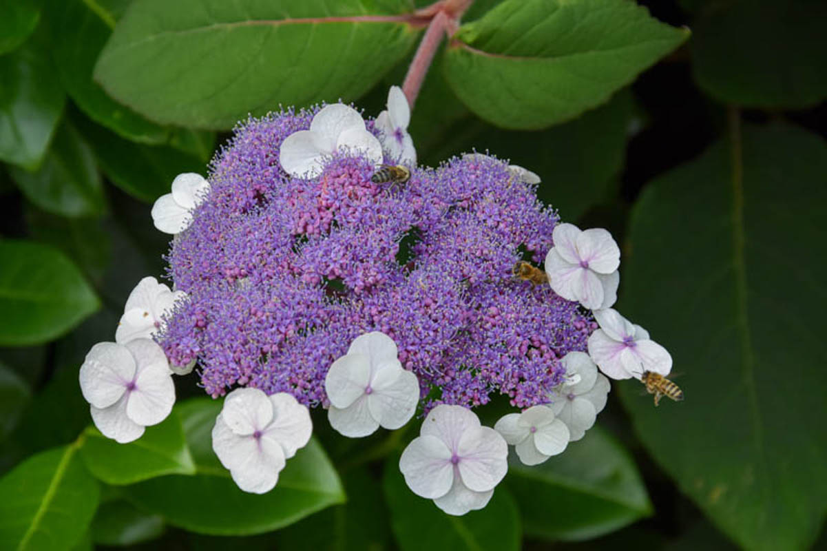 Купить саженцы гортензии шершавой "Macrophylla" (Макрофила) самовывозом
