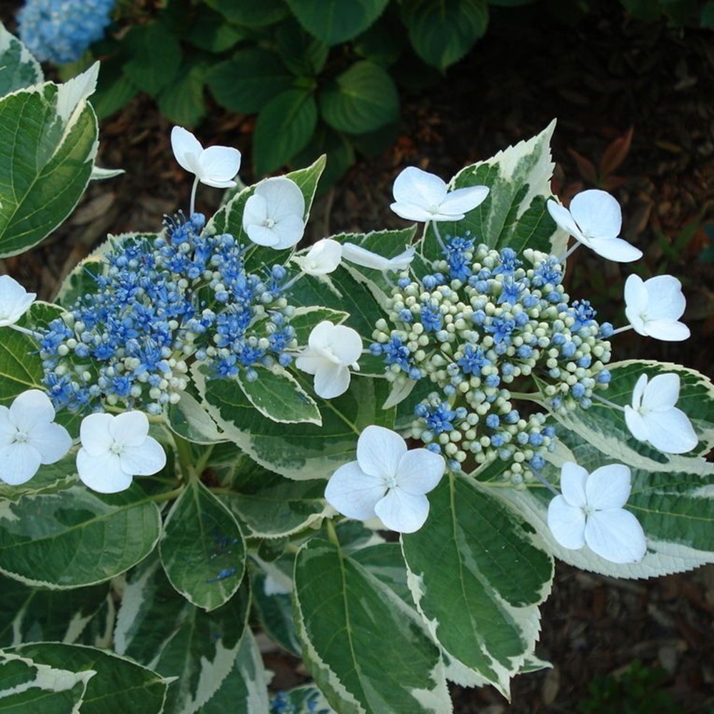 Купить саженцы гортензии крупнолистной "Mariesii Variegata" (Мариесии Вариегота)