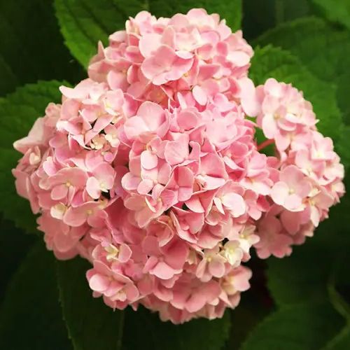 Купить саженцы гортензии крупнолистной  "Silky Pink" (Силки Пинк)