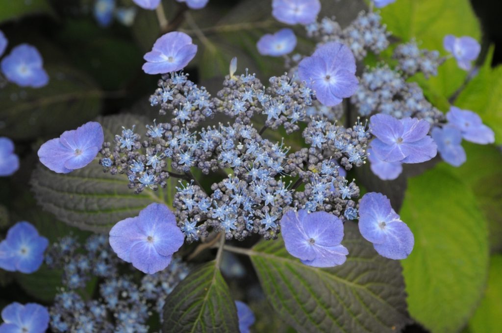 Купить саженцы гортензии крупнолистной "Summer glow" (Саммер Глов)