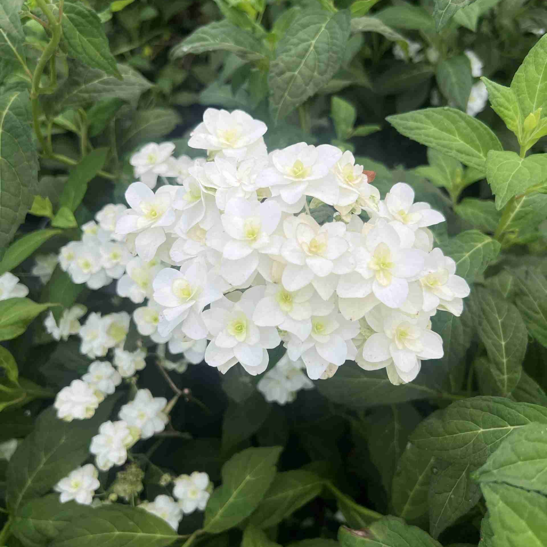  Купить саженцы гортензии пильчатой "White on White"(Вайт он Вайт)