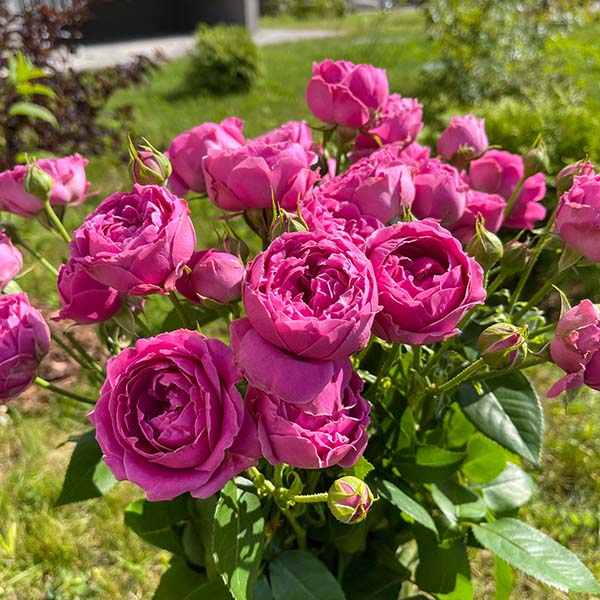 Купить саженцы розы Мисти Баблз