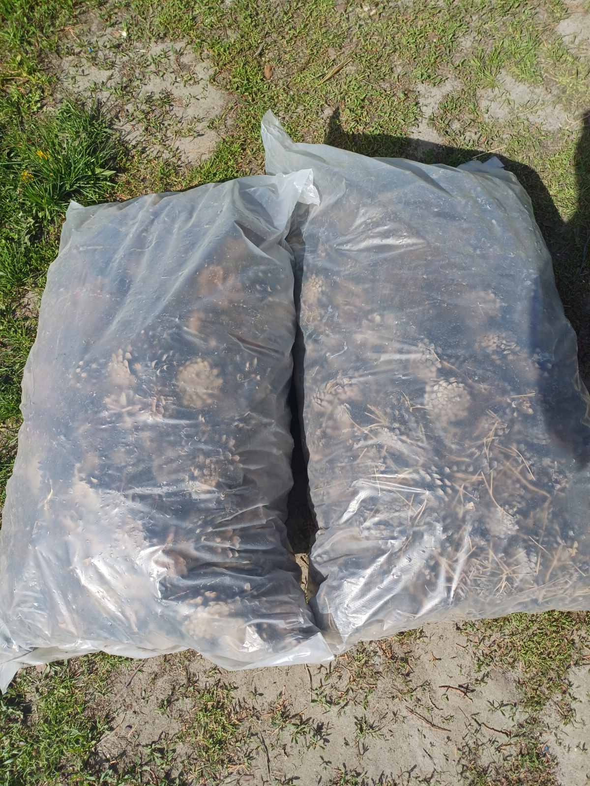 Купити шишки соснові самовивозом