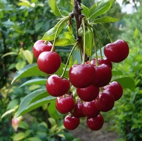 Купити Вишню "Любська"