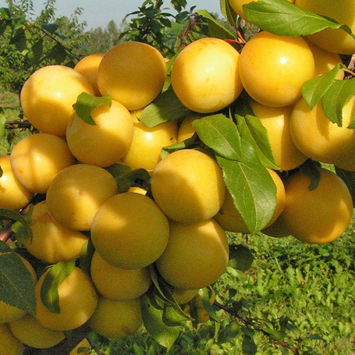 Купити Аличу "Гек" 