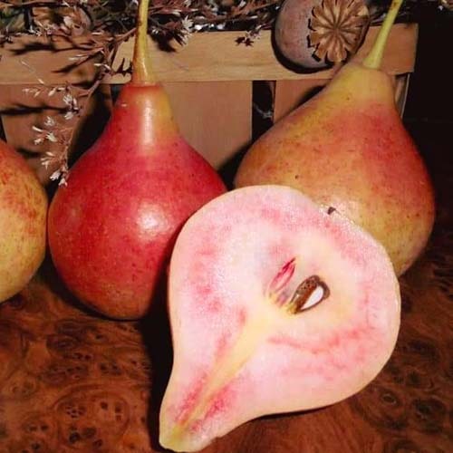 Купити Грушу “Амбасадор” 