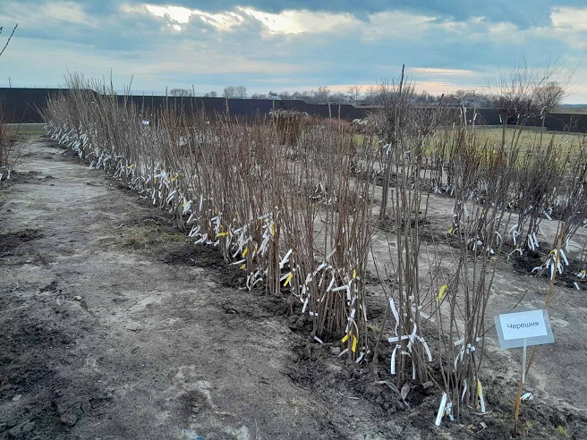 Купити Черешню "Лапінс"