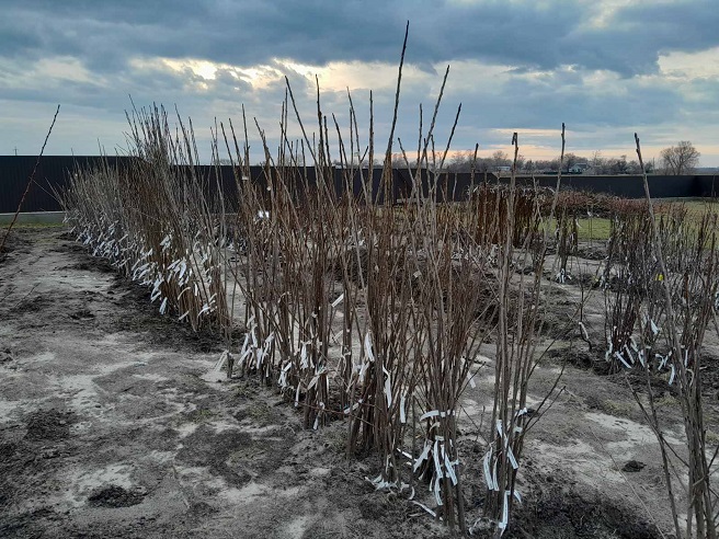 Купити Черешню "Бігарро Бурлат"