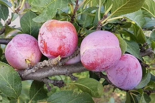 Купити Сливу "Ренклод"