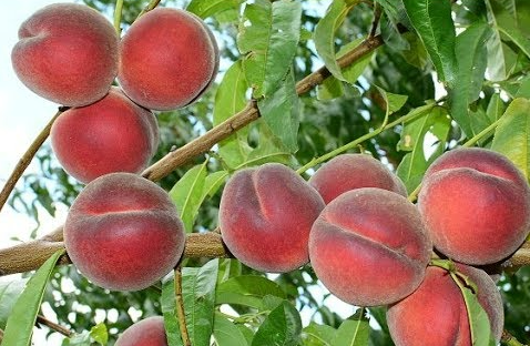 Купити Персик "Роял Тайм"