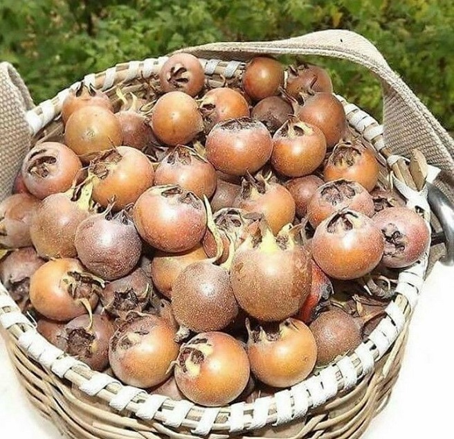Купить саженцы мушмулы германской