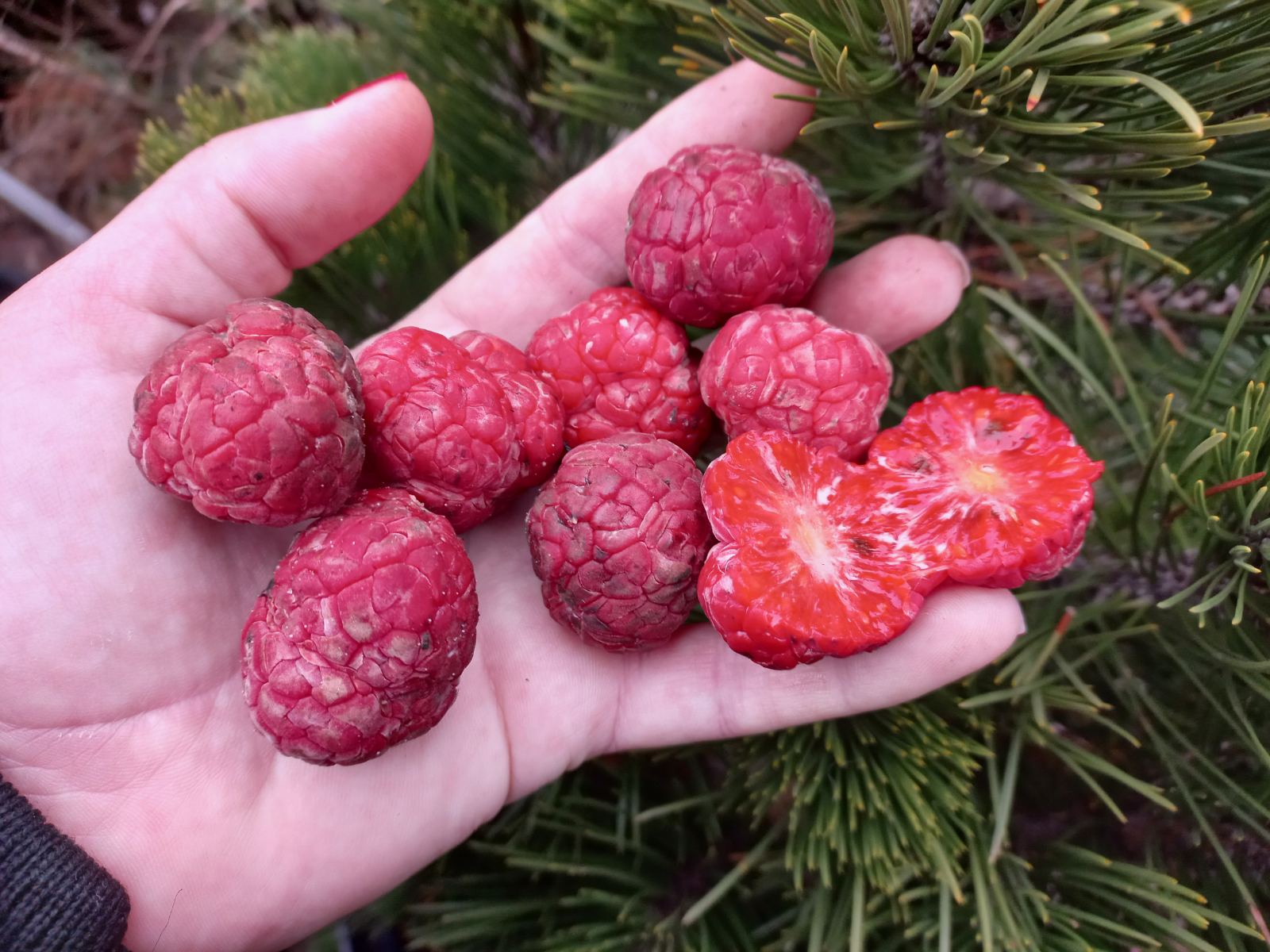 Купити саджанці кудранії "Che seedless" (Чей Сідлес) щеплена