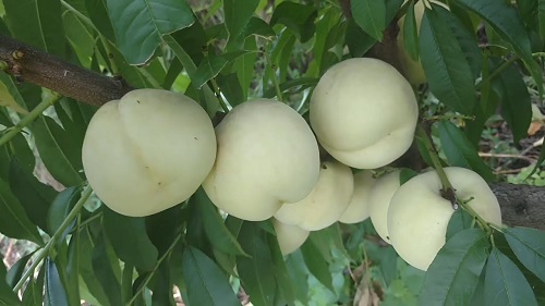 Купити Персик "Айс Піч"