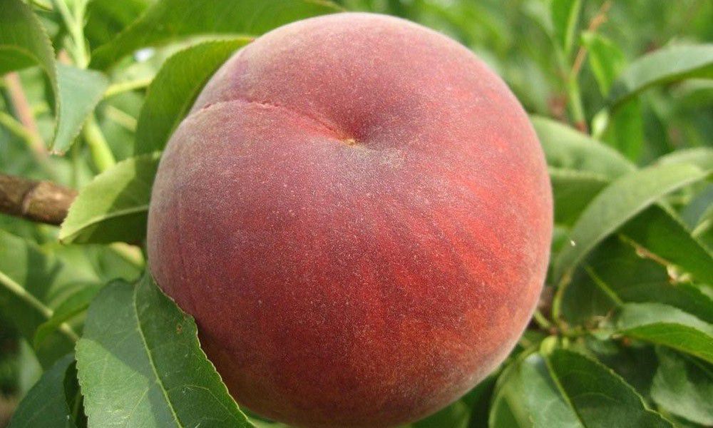 Купити Персик "Фреш Ред"