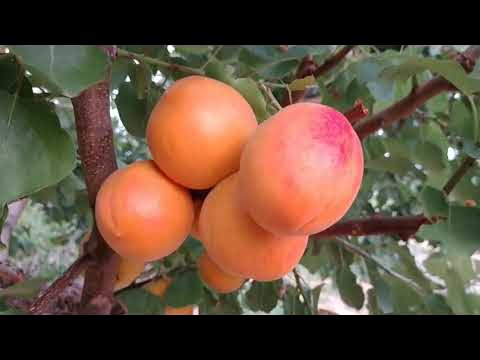Купить Абрикос "Ванила кот"