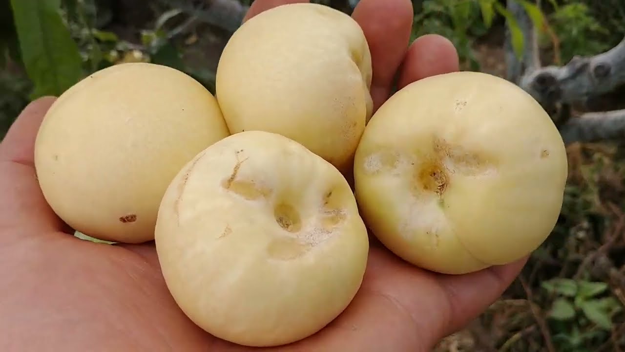 Купити Нектарин Білий (ендемік)
