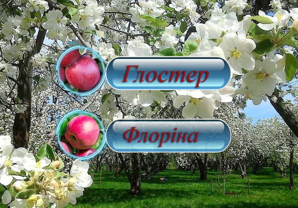 Купити саджанці дерево-саду яблуні  "Глостер + Флоріна" на штамбі