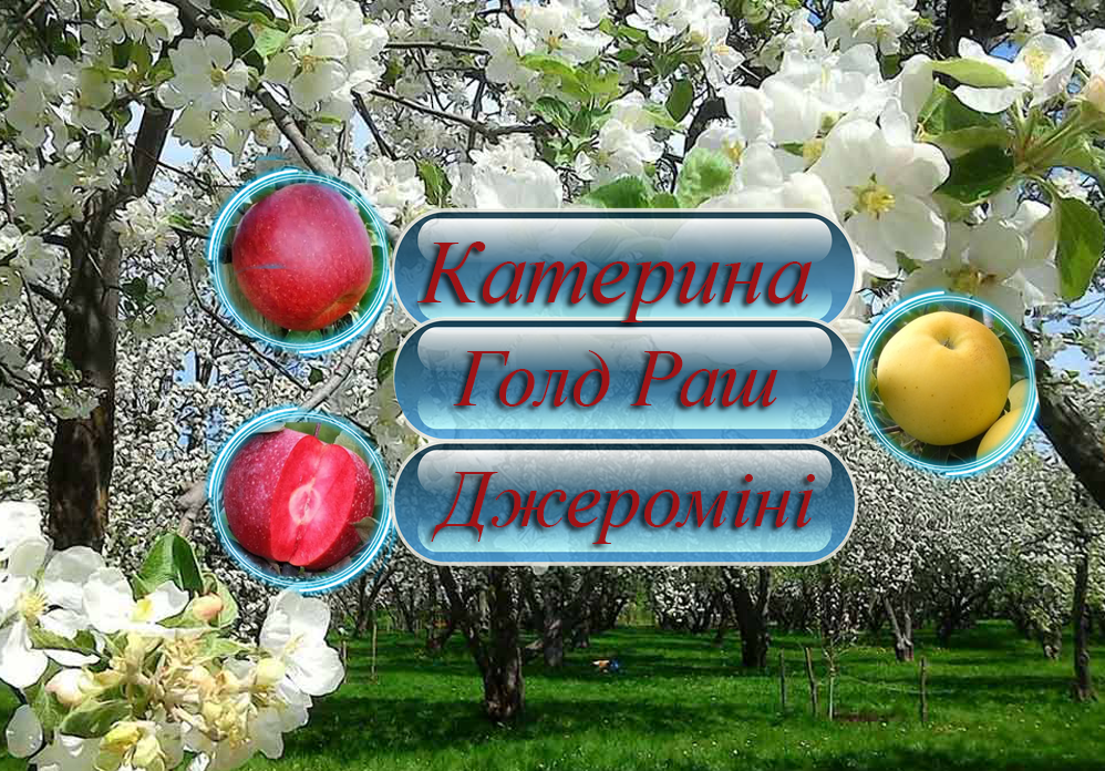 Купити саджанці дерево-саду яблуні "Катерина" + "Джероміні" + "Голд Раш" на штамбі