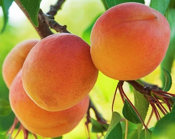 Купити Абрикос "Поліський великоплідний"