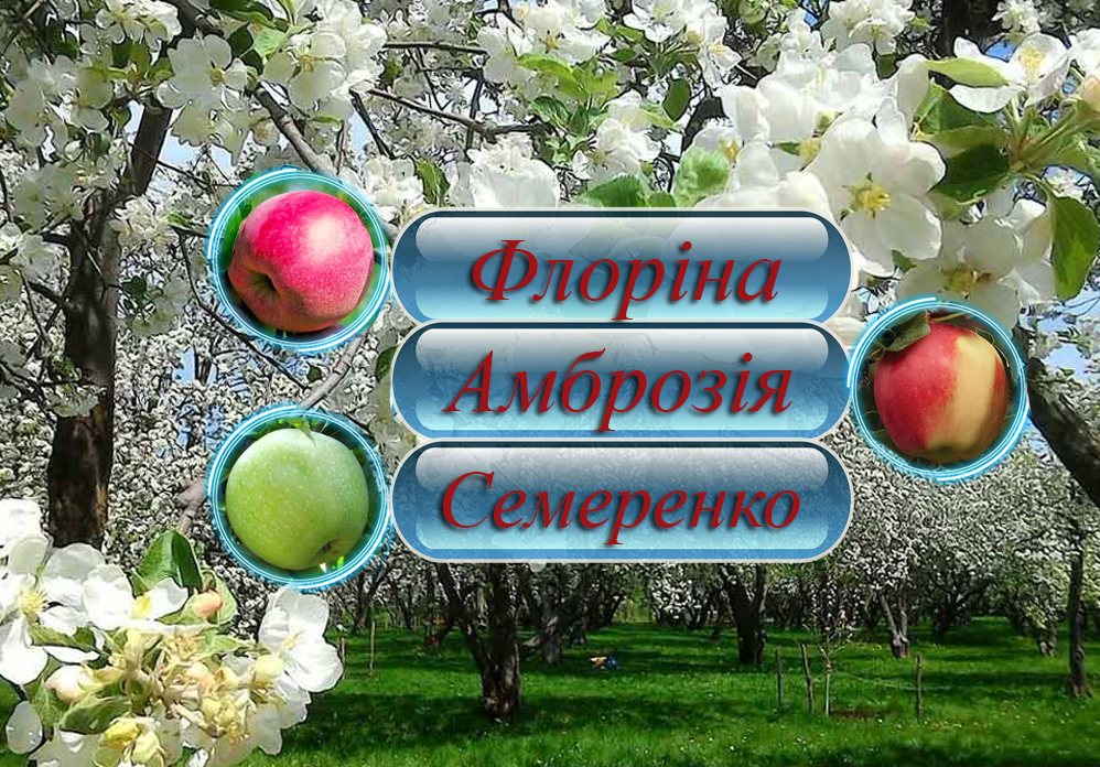 Купити саджанці дерево-саду яблуні  "Флоріна" + "Амброзія" + "Семененко" на штамбі
